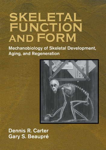 Skeletal Function And Form Mechanobiology Of Skeletal Development Aging And Regeneration Dennis R Carter