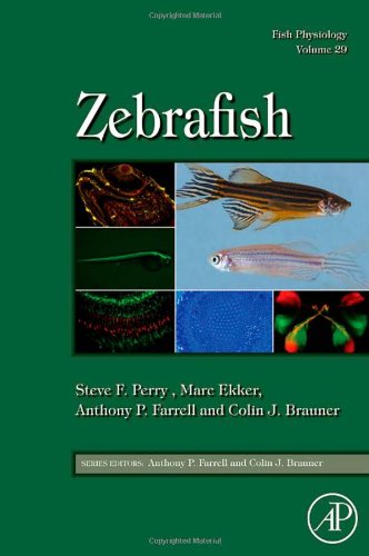 Zebrafish 1st Edition Steve F Perry Marc Ekker Anthony P Farrell And Colin J Brauner Eds