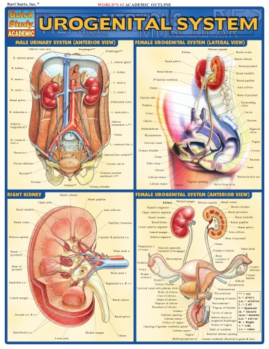 Barcharts Quickstudy Urogenital System Inc Barcharts