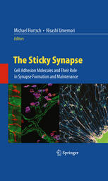 The Sticky Synapse Cell Adhesion Molecules And Their Role In Synapse Formation And Maintenance 1st Edition Michael Hortsch Auth