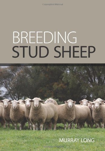 Breeding Stud Sheep Landlinks Press Murray Long