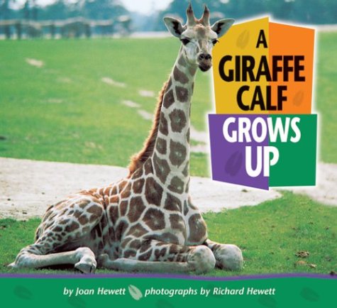 A Giraffe Calf Grows Up Baby Animals Joan Hewett