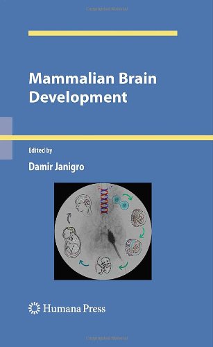 Mammalian Brain Development 1st Edition Hugo F Carrer Mara J Cambiasso Auth