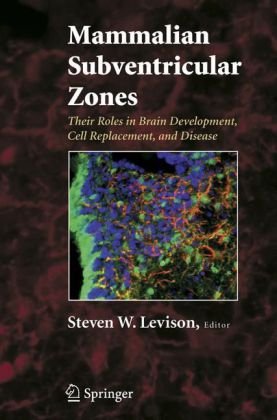 Mammalian Subventricular Zones Their Roles In Brain Development Cell Replacement And Disease 1st Edition Steve W Levison