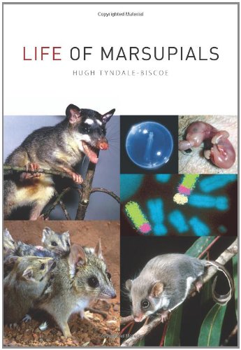 Life Of Marsupials Revised Hugh Tyndalebiscoe