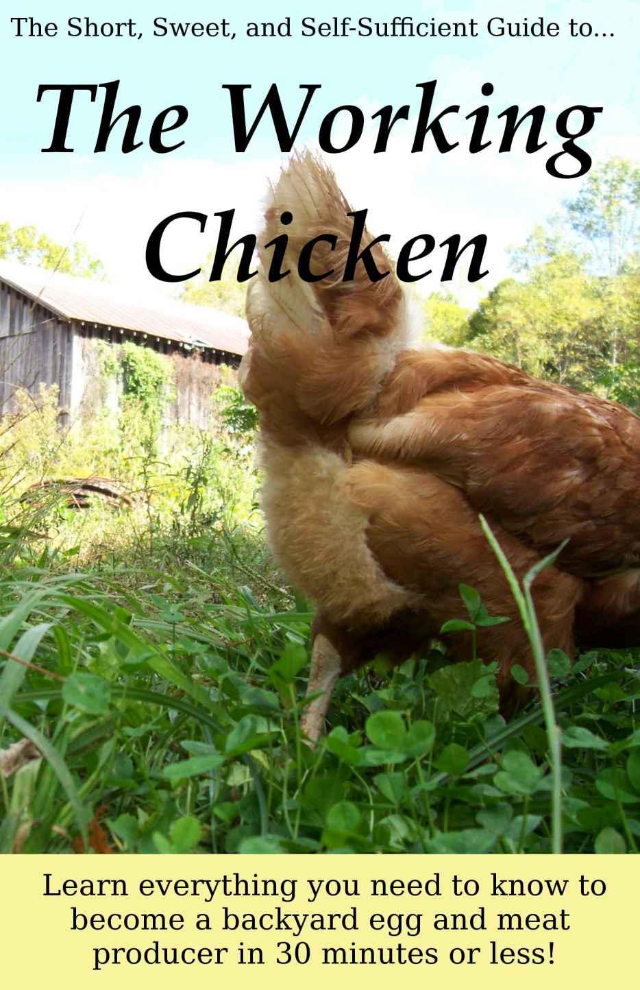 The Working Chicken Anna Hess