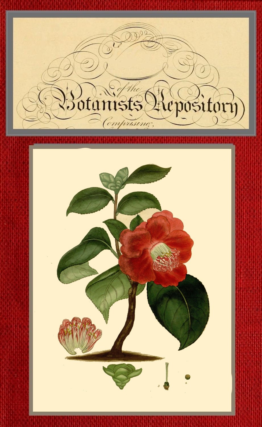 The Botanists Repository For New And Rare Plants Vol 9 Of 10 Active 17991828 Henry Cranke Andrews