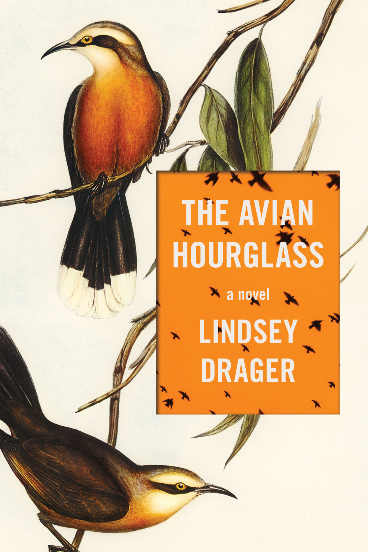 The Avian Hourglass Lindsey Drager