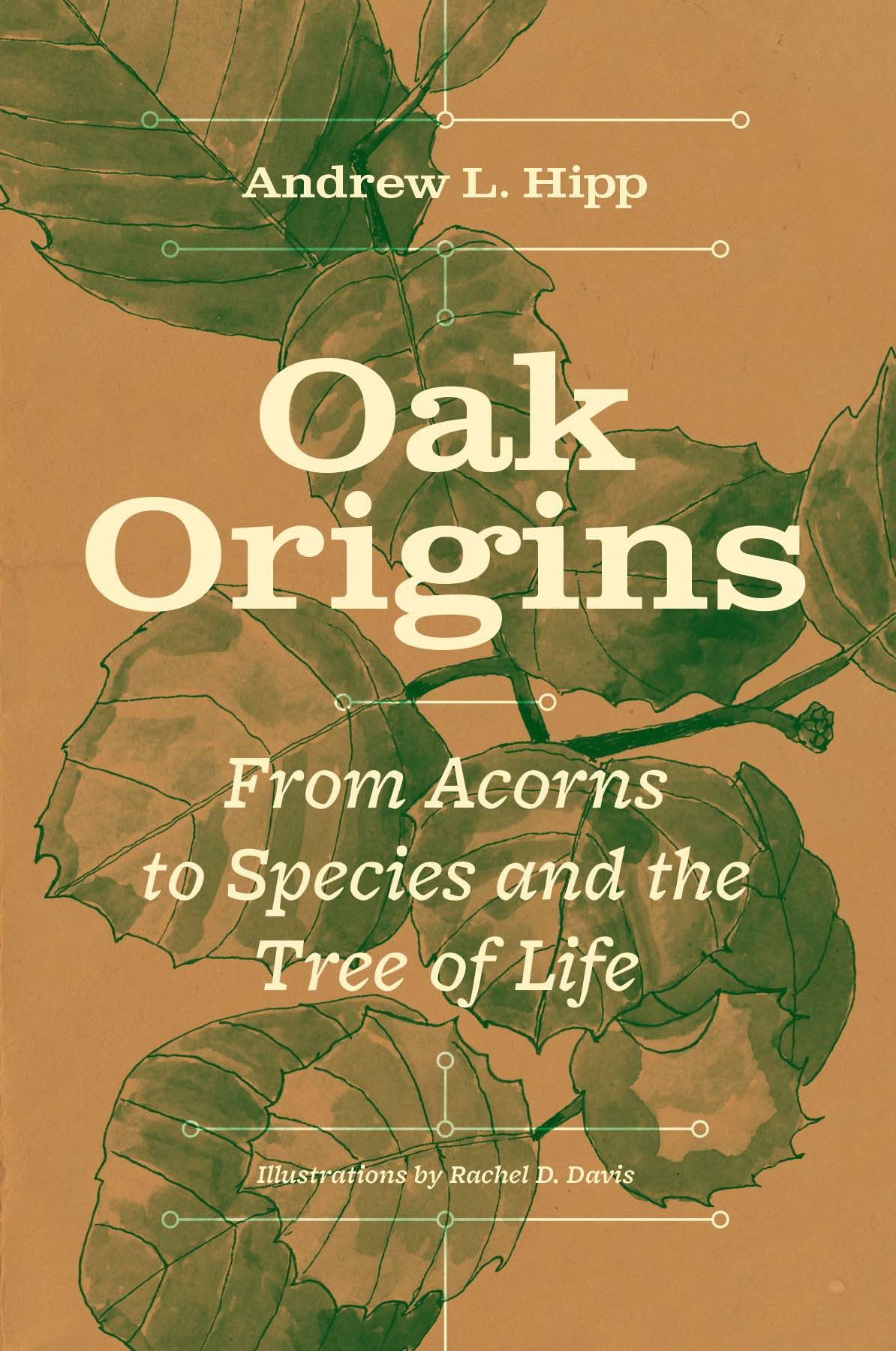 Oak Origins From Acorns To Species And The Tree Of Life Andrew L Hipp