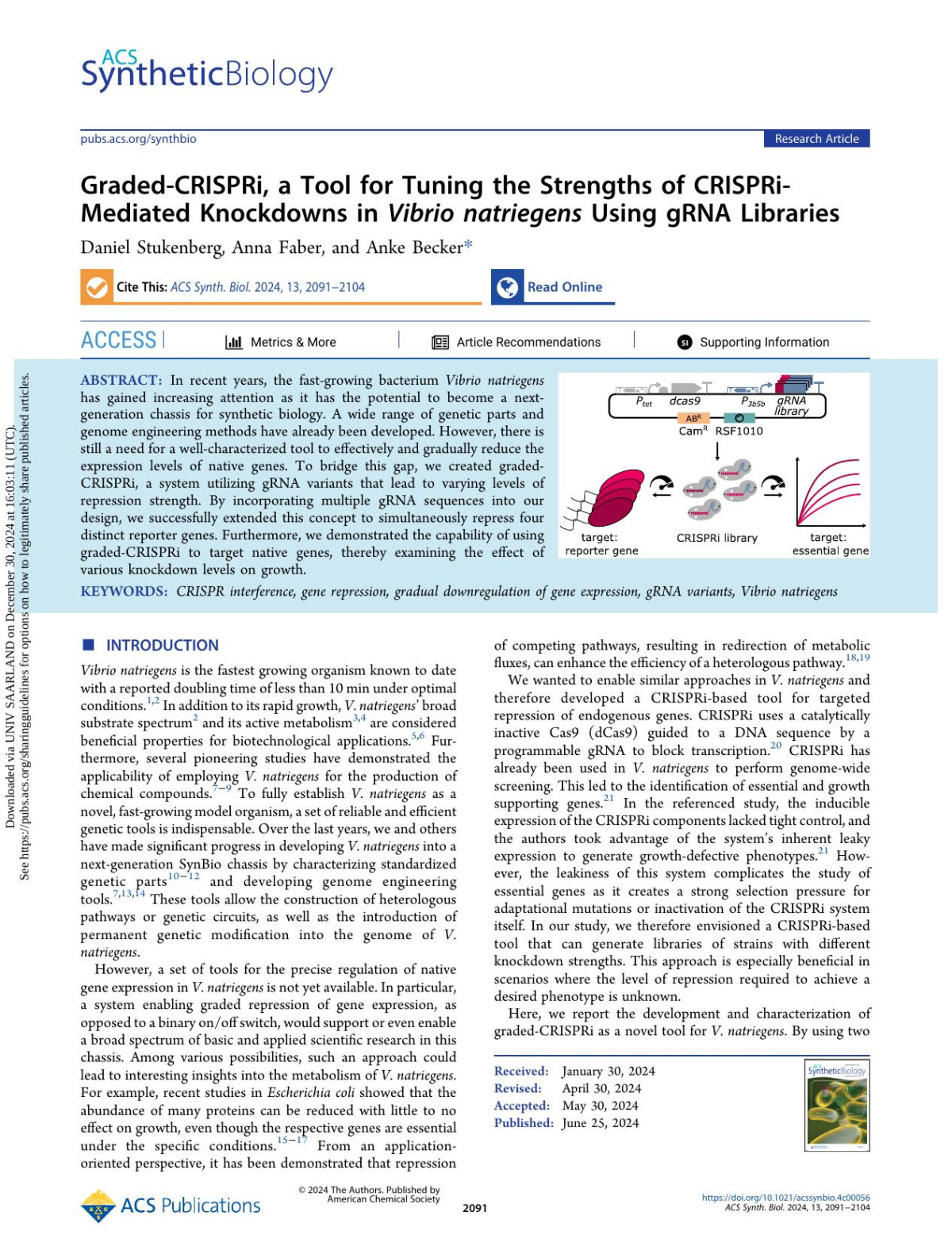 Gradedcrispri A Tool For Tuning The Strengths Of Crisprimediated Knockdowns In Vibrio Natriegens Using Grna Libraries Daniel Stukenberg