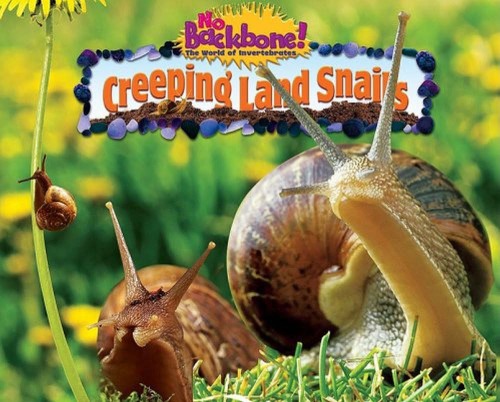 Creeping Land Snails No Backbone The World Of Invertebrates Nancy White