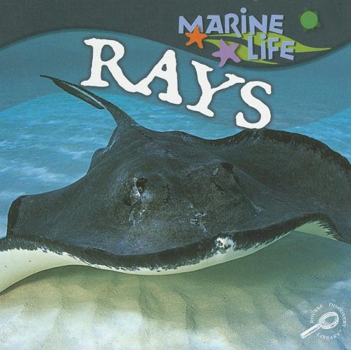 Rays Lynn M Stone