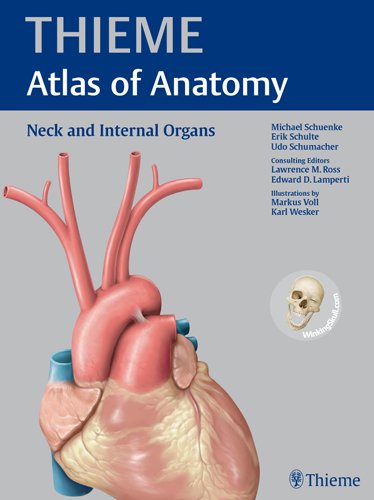 Neck And Internal Organs Thieme Atlas Of Anatomy 1st Michael Schuenke