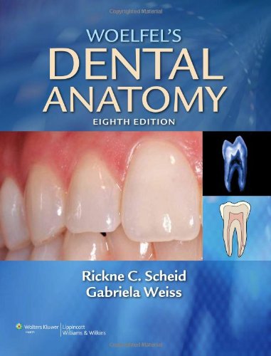 Woelfels Dental Anatomy Its Relevance To Dentistry 8th Ed 8th Ed Rickne C Scheid