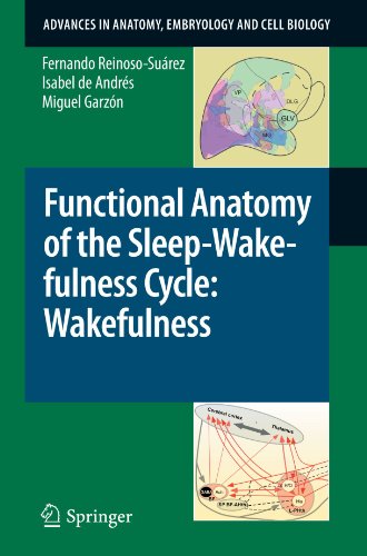 Functional Anatomy Of The Sleepwakefulness Cycle Wakefulness 1st Edition Fernando Reinososurez