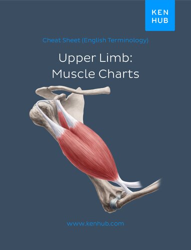 Upper Limb Muscle Charts English Terminology Kenhub