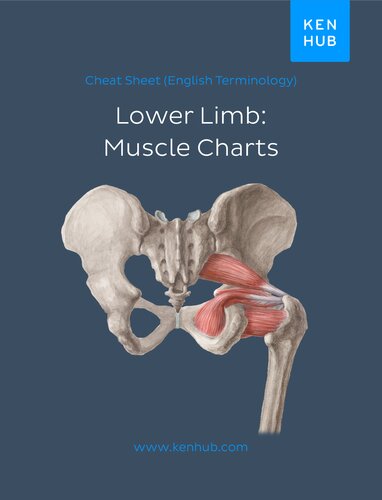 Lower Limb Muscle Charts English Terminology Kenhub