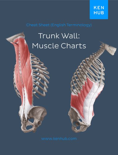 Trunk Wall Muscle Charts English Terminology Kenhub