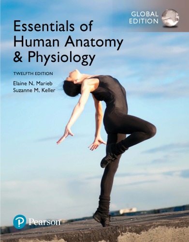 Essentials Of Human Anatomy Physiology Global Edition 12th Ed Marieb