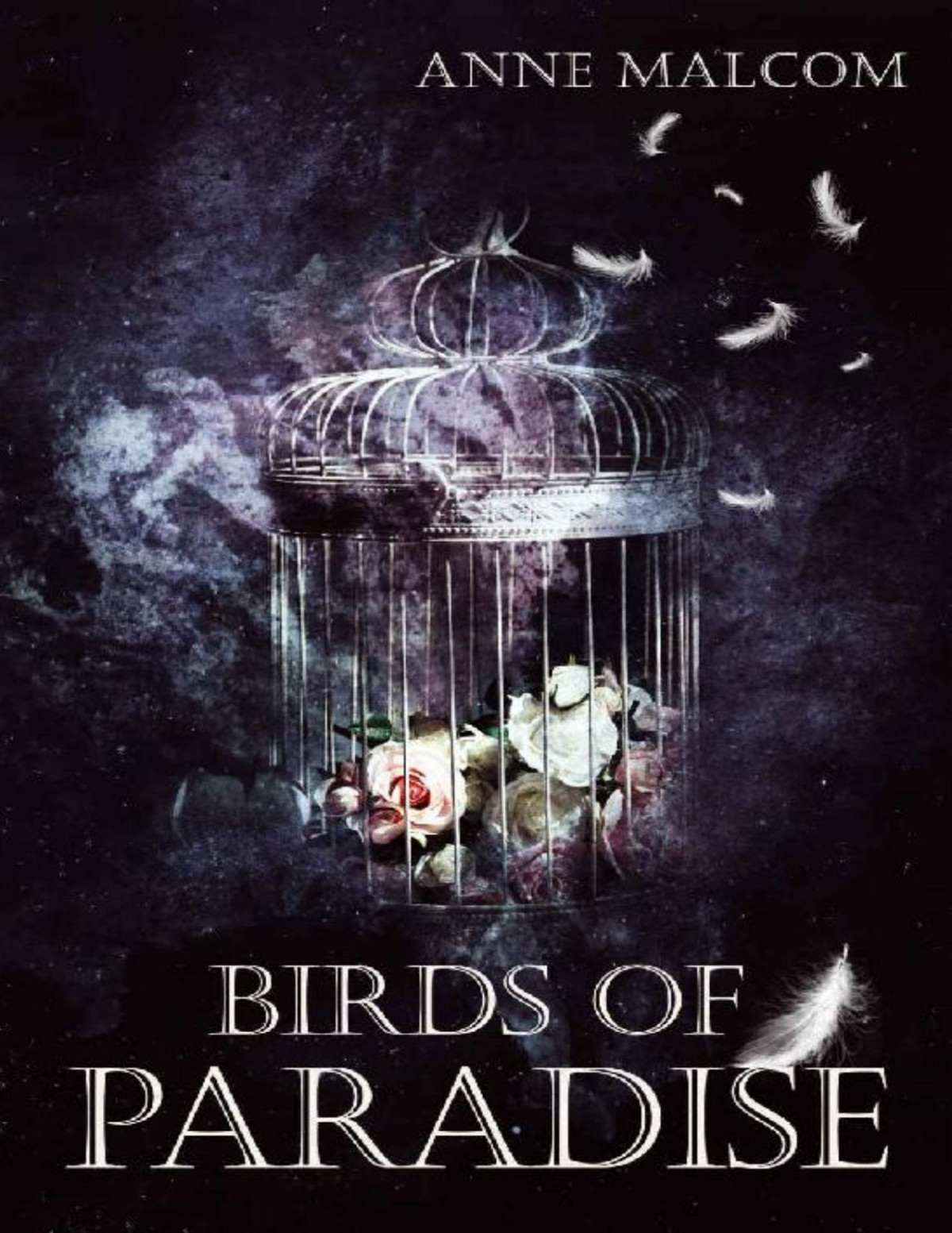 Birds Of Paradise Anne Malcom
