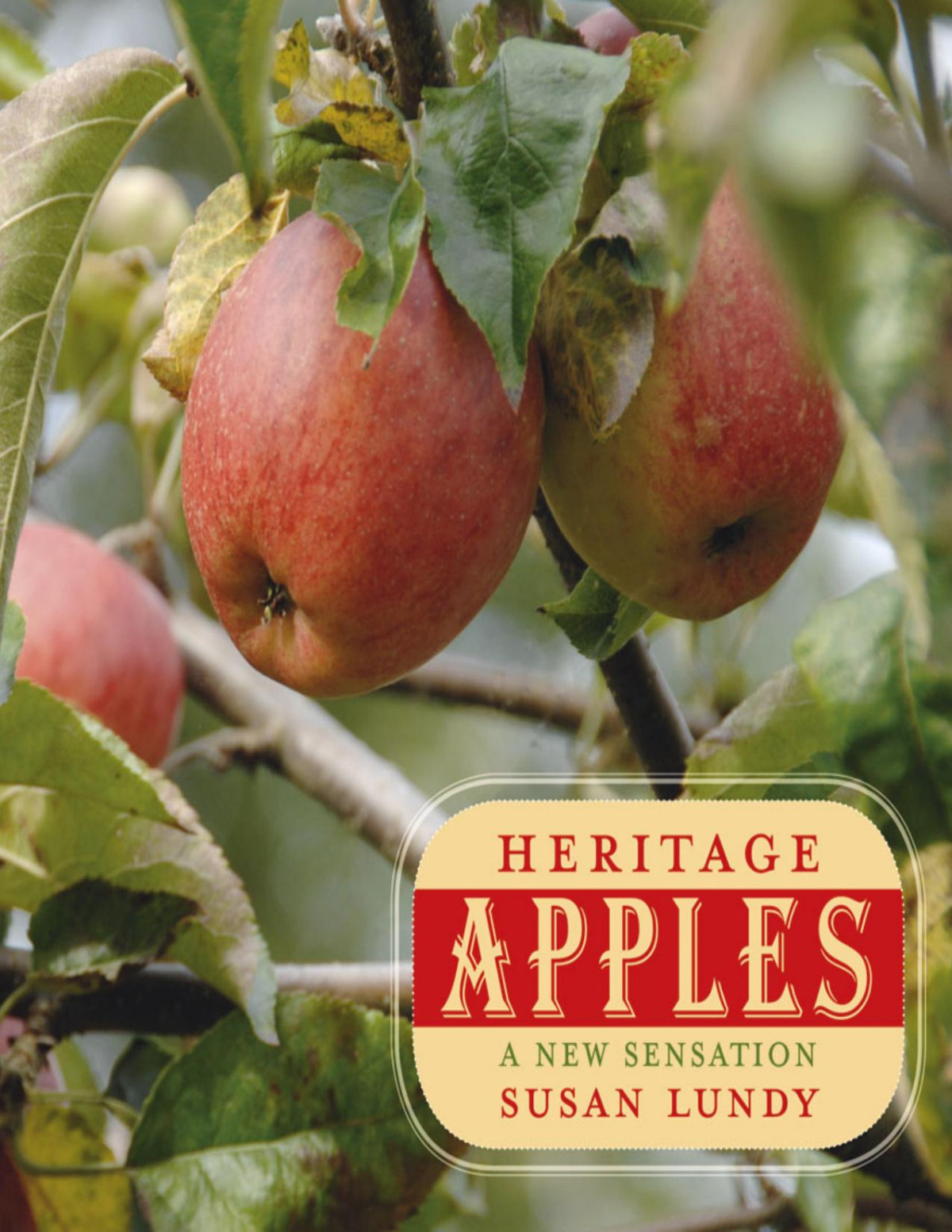 Heritage Apples Susan Lundy