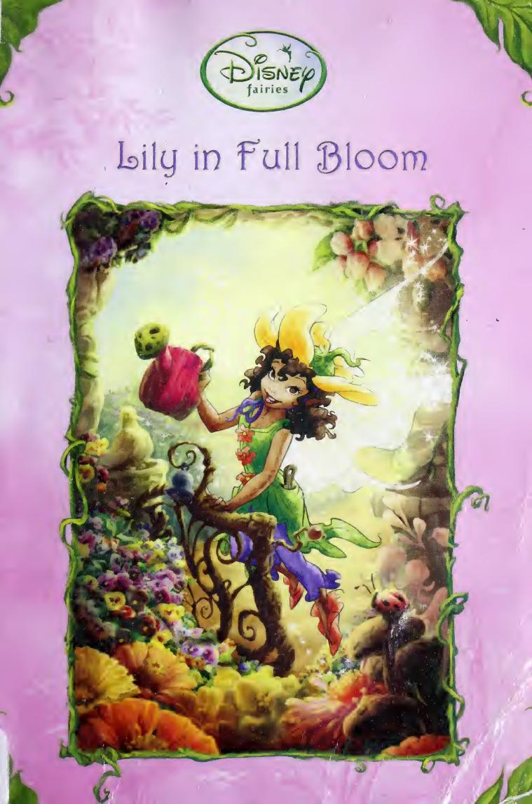 Lily In Full Bloom Driscoll Laura