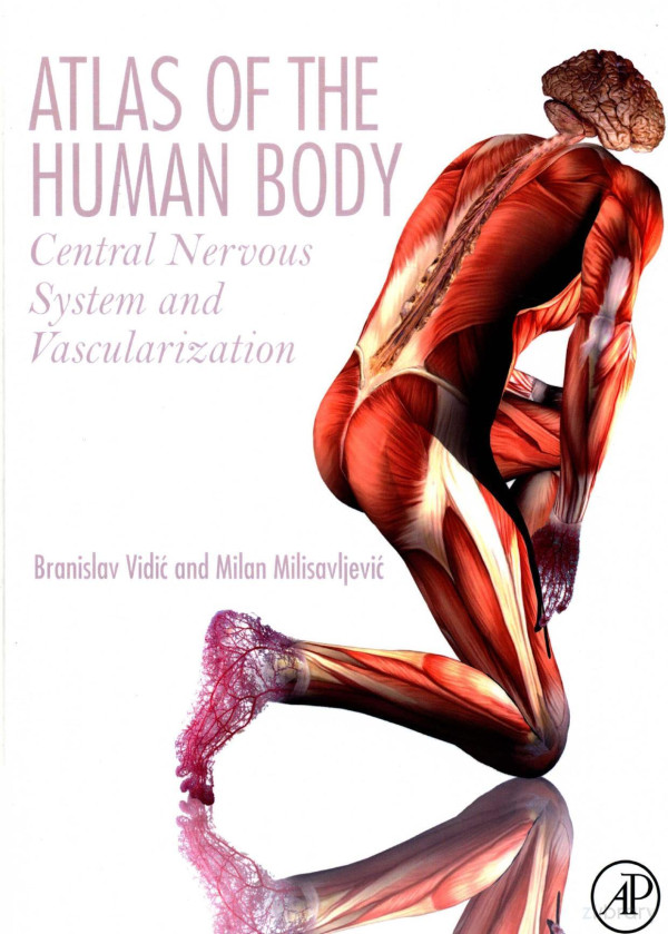 Atlas Of The Human Body Central Nervous System And Vascularization 2017th Edition Branislav Vidic And Milan Milisavljevix Aleksandar Malikovic