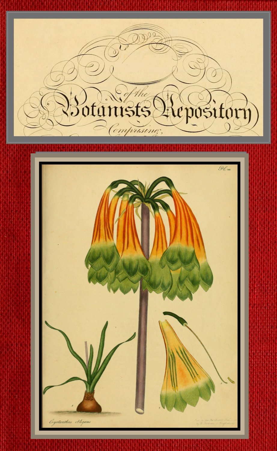 The Botanists Repository For New And Rare Plants Vol 03 04 Of 10 Active 17991828 Henry Cranke Andrews