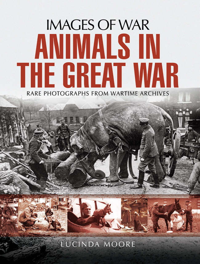 Animals In The Great War Lucinda Moore