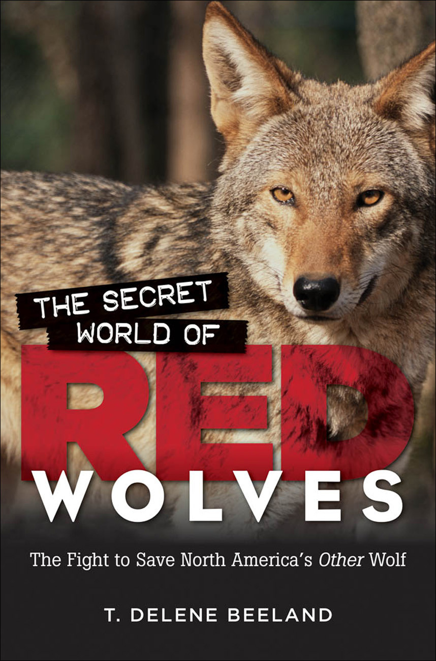 The Secret World Of Red Wolves T Delene Beeland