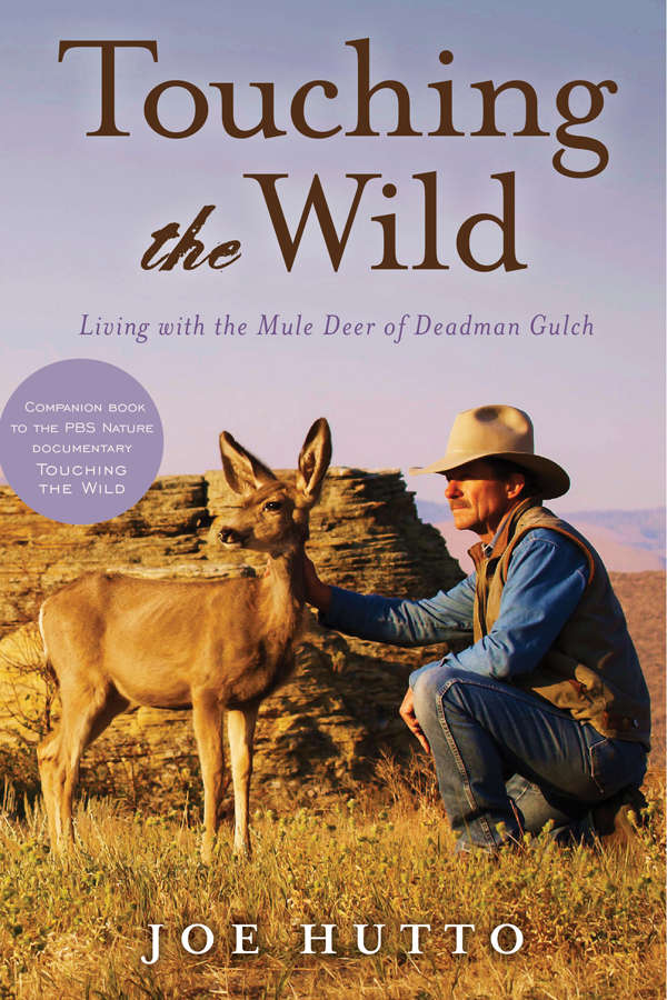 Touching The Wild Living With The Mule Deer Of Deadman Gulch Joe Hutto