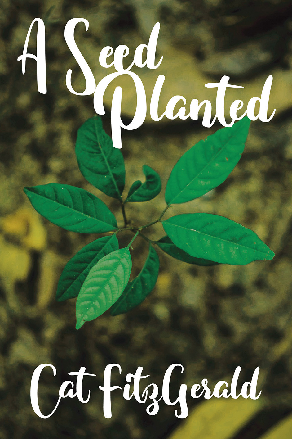A Seed Planted Cat Fitzgerald