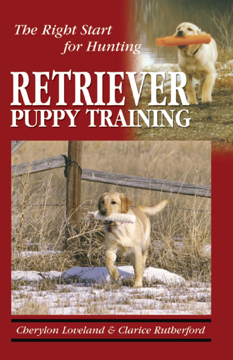 Retriever Puppy Training The Right Start For Hunting Cherylon Loveland Clarice Rutherford