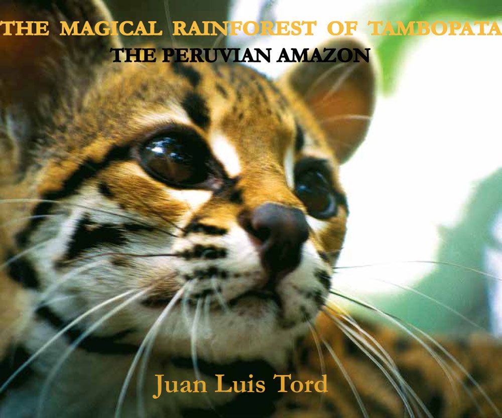 The Magical Rainforest Of Tambopata Juan Luis Tord