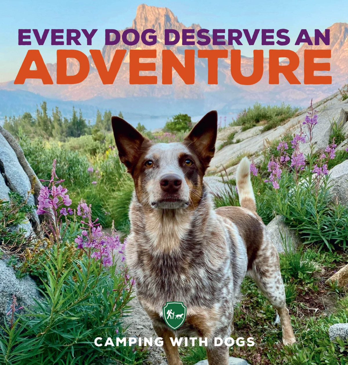 Every Dog Deserves An Adventure Camping With Dogs