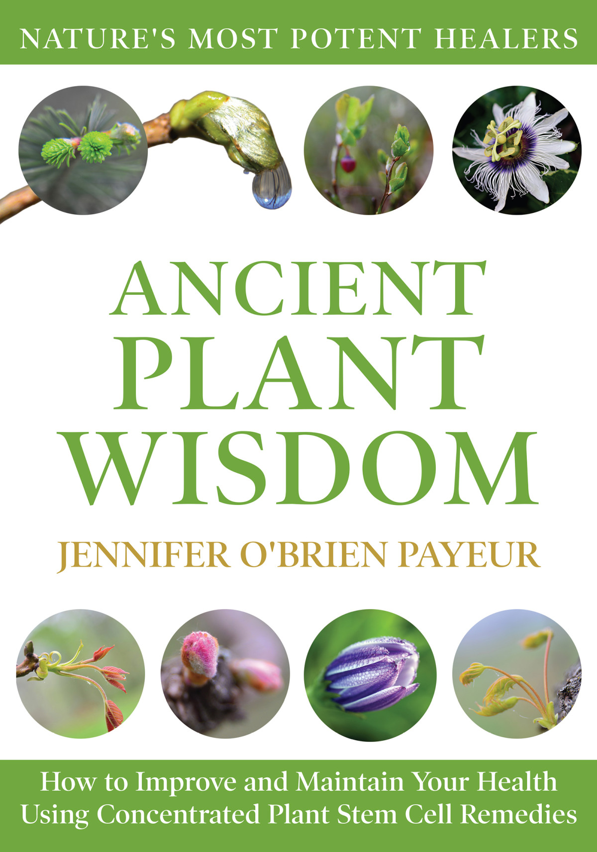 Ancient Plant Wisdom How To Improve And Maintain Your Health Using Concentrated Plant Stem Cell Remedies 1st Edition Jennifer Obrien Payeur