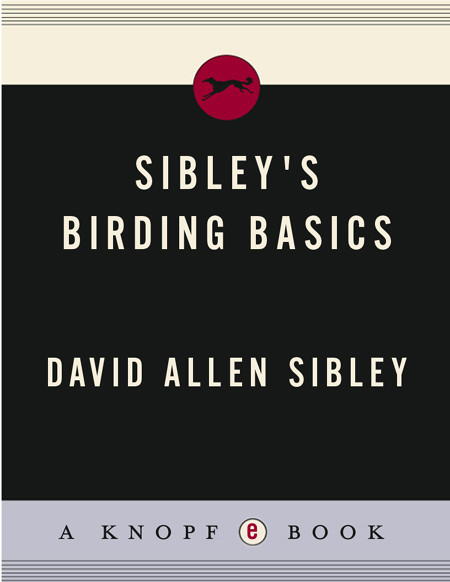 Sibleys Birding Basics David Allen Sibley