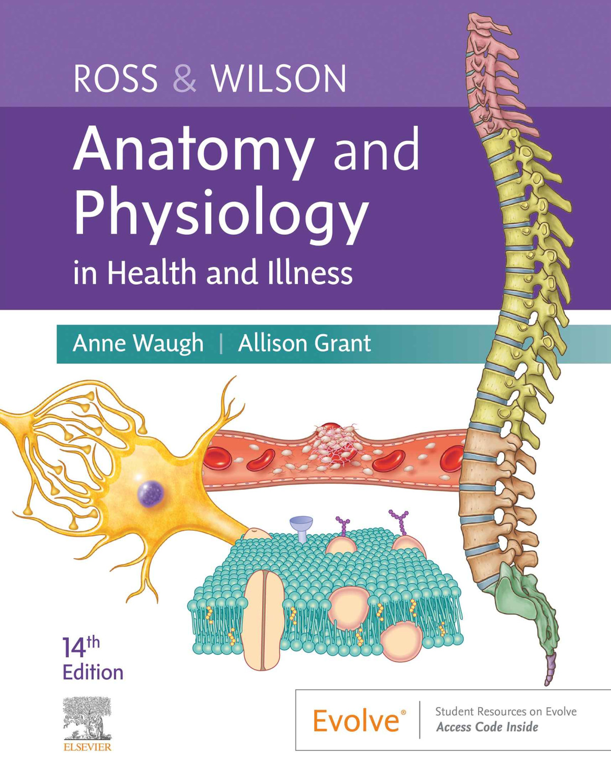 Ross Wilson Anatomy And Physiology In Health And Illness 14th Edition Anne Waugh Allison Grant