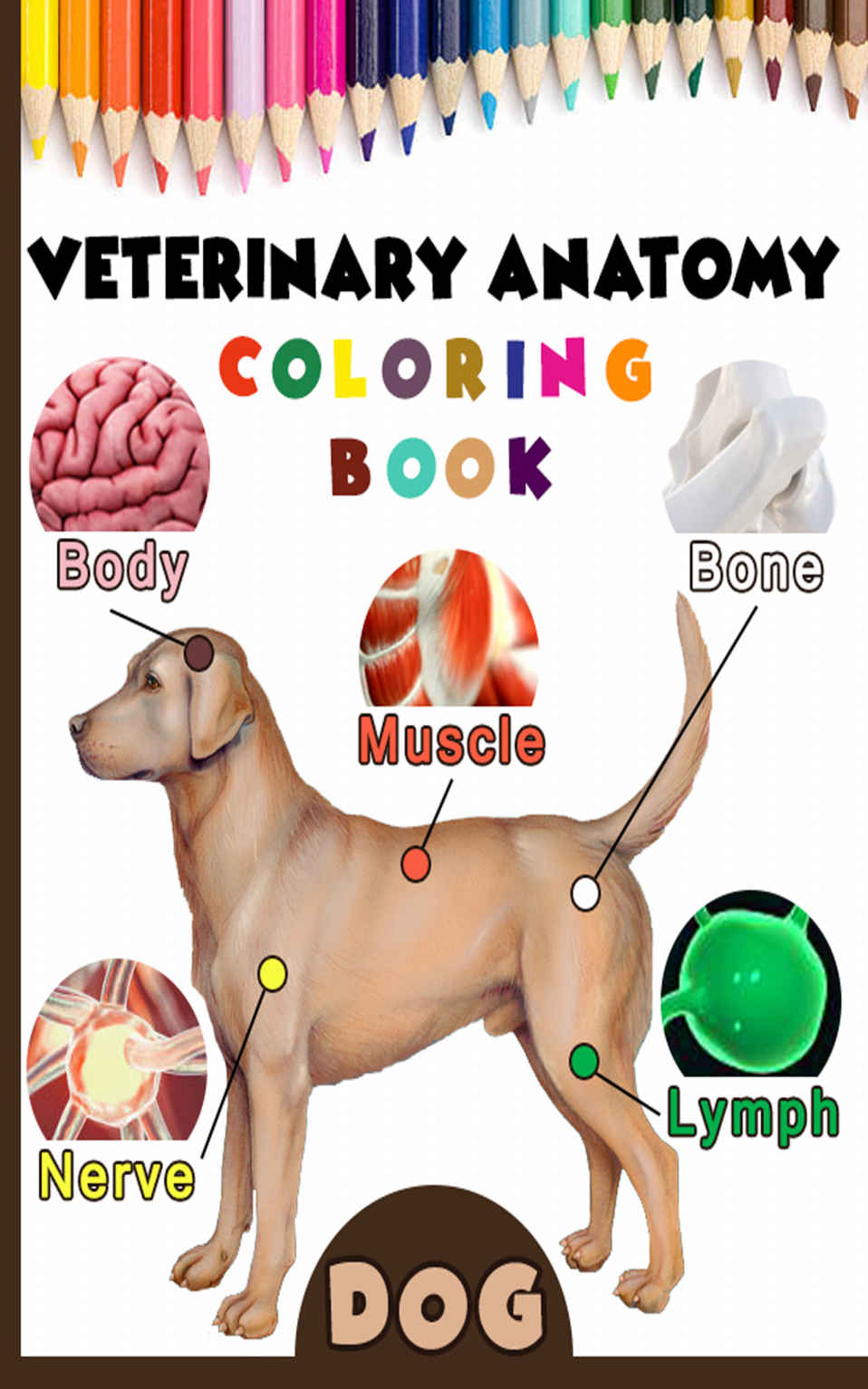 Veterinary Anatomy Coloring Book Dog Anatomy Veterinary Physiology Workbook Noum