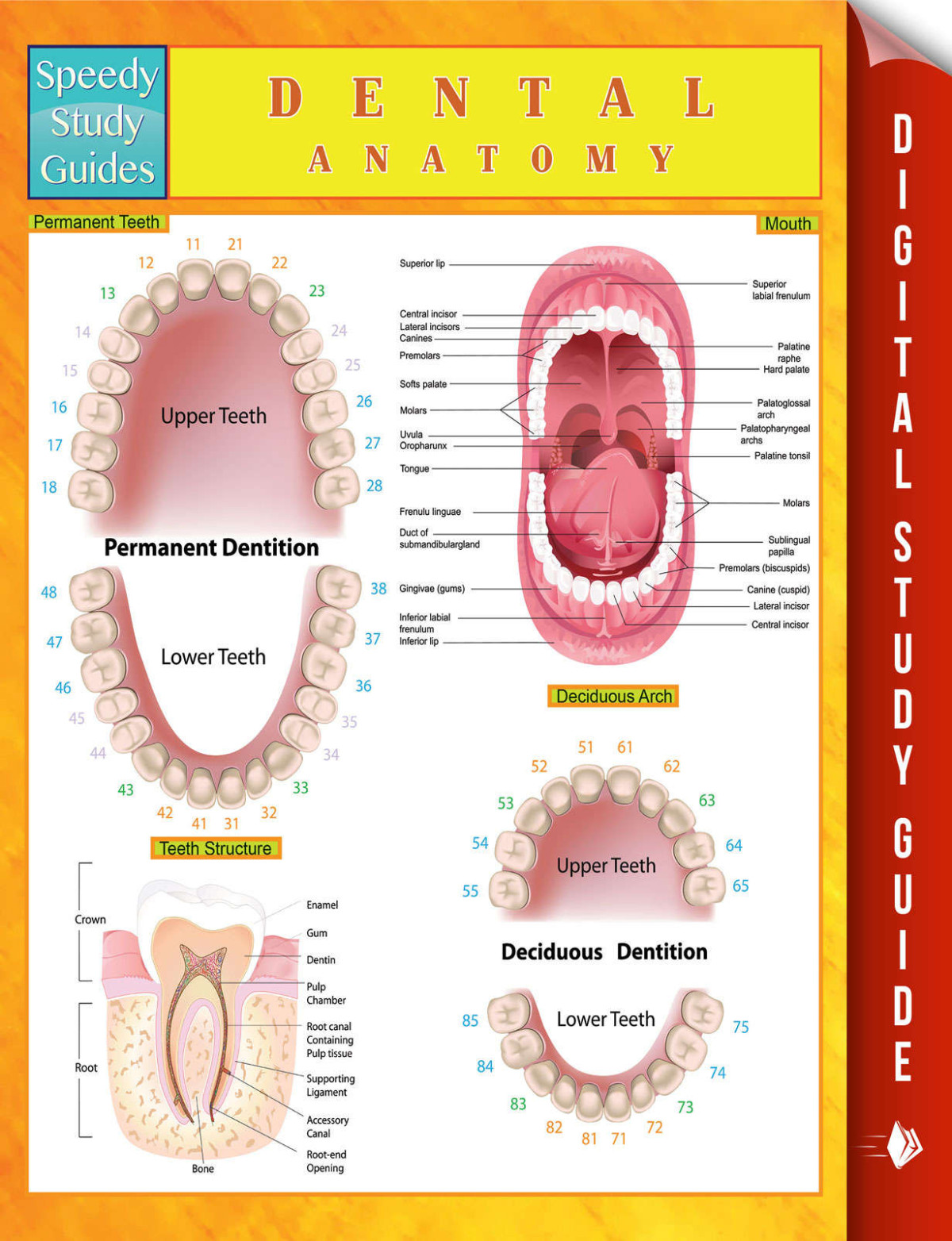 Dental Anatomy Speedy Study Guides Publishing Speedy