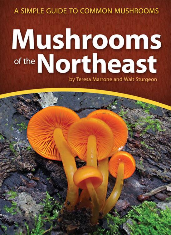 Mushrooms Of The Northeast Mushroom Guides Teresa Marrone Walt Sturgeon