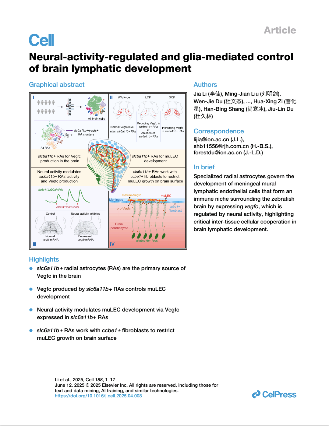 Neuralactivityregulated And Gliamediated Control Of Brain Lymphatic Development Jia Li 李佳 Mingjian Liu 刘明剑 Wenjie Du 杜文杰 Xiaolan Peng 彭小兰 Hao Deng 邓浩 Huaxing Zi 訾化星 Hanbing Shang 尚寒冰 Jiulin Du 杜久林