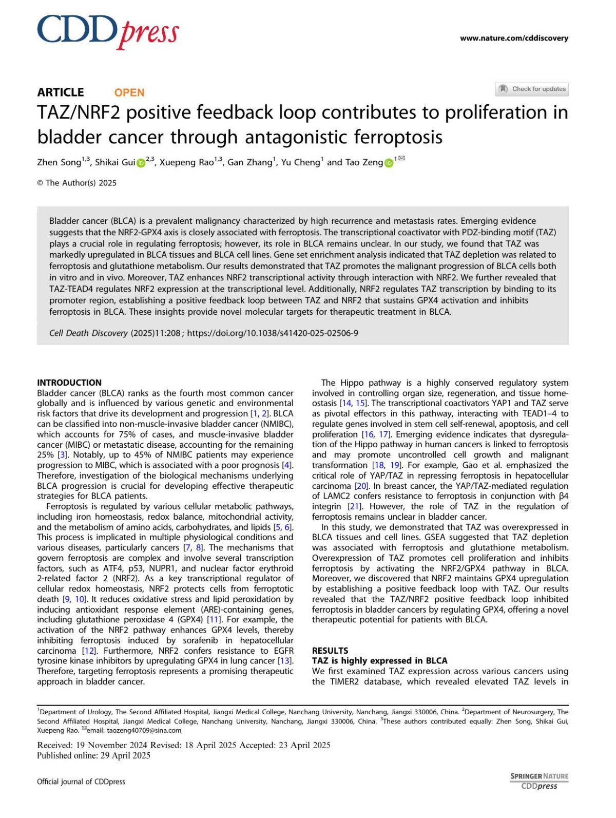 Taznrf2 Positive Feedback Loop Contributes To Proliferation In Bladder Cancer Through Antagonistic Ferroptosis Zhen Song Shikai Gui Xuepeng Rao Gan Zhang Yu Cheng Tao Zeng