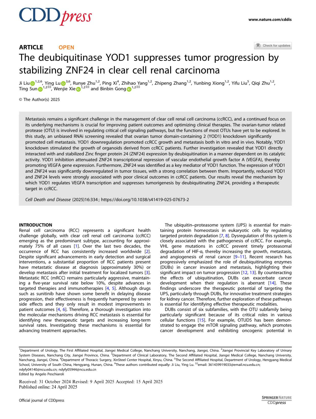 The Deubiquitinase Yod1 Suppresses Tumor Progression By Stabilizing Znf24 In Clear Cell Renal Carcinoma Ji Liu Ying Lu Runye Zhu Ping Xi Zhihao Yang Zhipeng Zhang Yunbing Xiong Yifu Liu Qiqi Zhu Ting Sun Wenjie Xie Binbin Gong