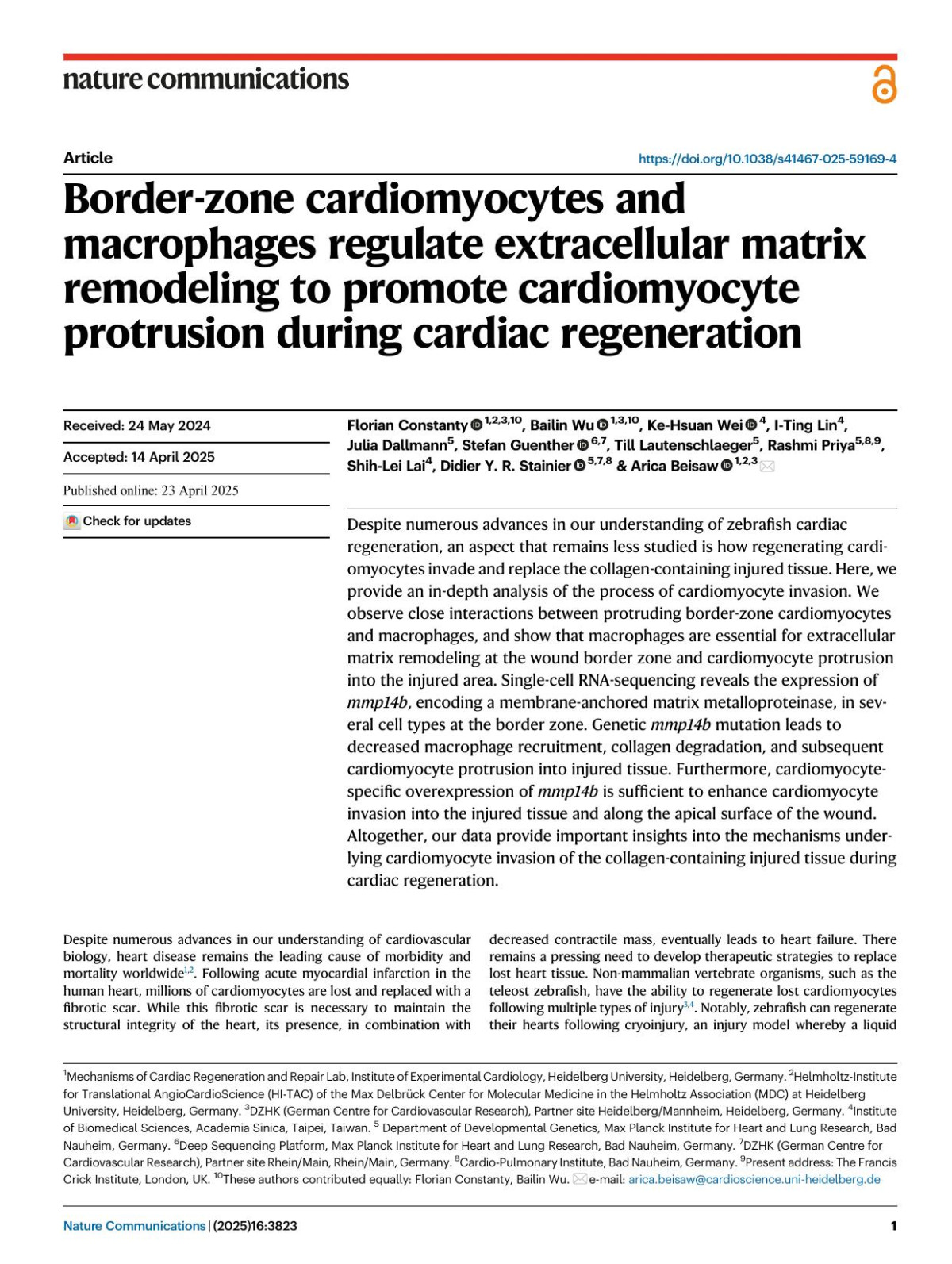 Borderzone Cardiomyocytes And Macrophages Regulate Extracellular Matrix Remodeling To Promote Cardiomyocyte Protrusion During Cardiac Regeneration Florian Constanty Bailin Wu Kehsuan Wei Iting Lin Julia Dallmann Stefan Guenther Till Lautenschlaeger Rashmi Priya Shihlei Lai Didier Y R Stainier Arica Beisaw