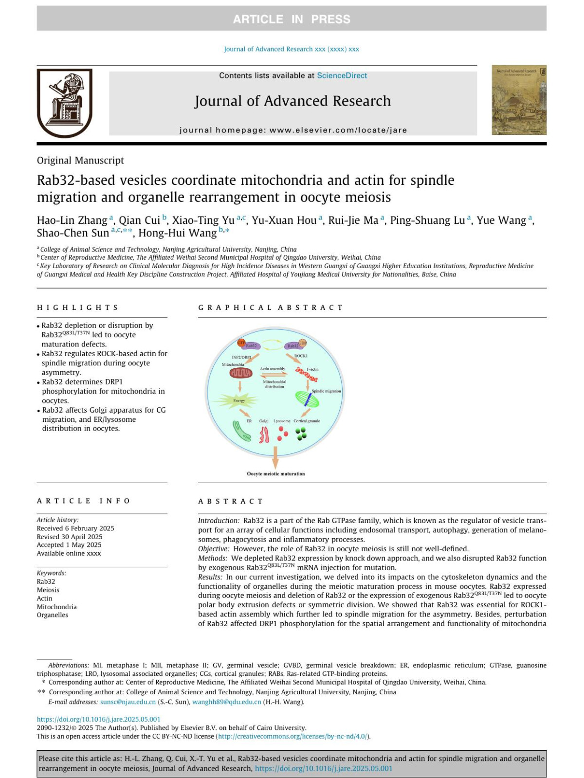 Rab32based Vesicles Coordinate Mitochondria And Actin For Spindle Migration And Organelle Rearrangement In Oocyte Meiosis Haolin Zhang Qian Cui Xiaoting Yu Yuxuan Hou Ruijie Ma Pingshuang Lu Yue Wang Shaochen Sun Honghui Wang