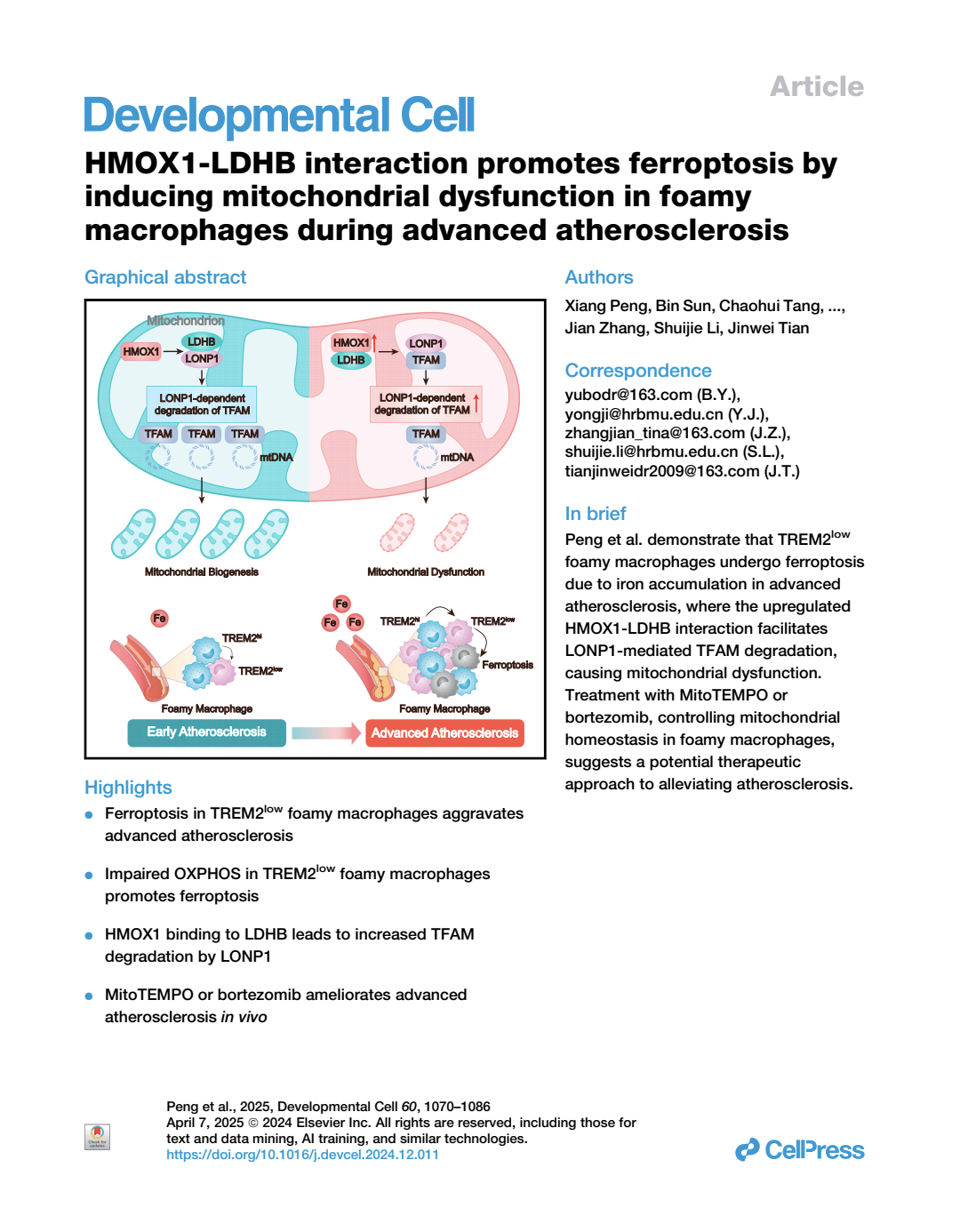Hmox1ldhb Interaction Promotes Ferroptosis By Inducing Mitochondrial Dysfunction In Foamy Macrophages During Advanced Atherosclerosis Xiang Peng