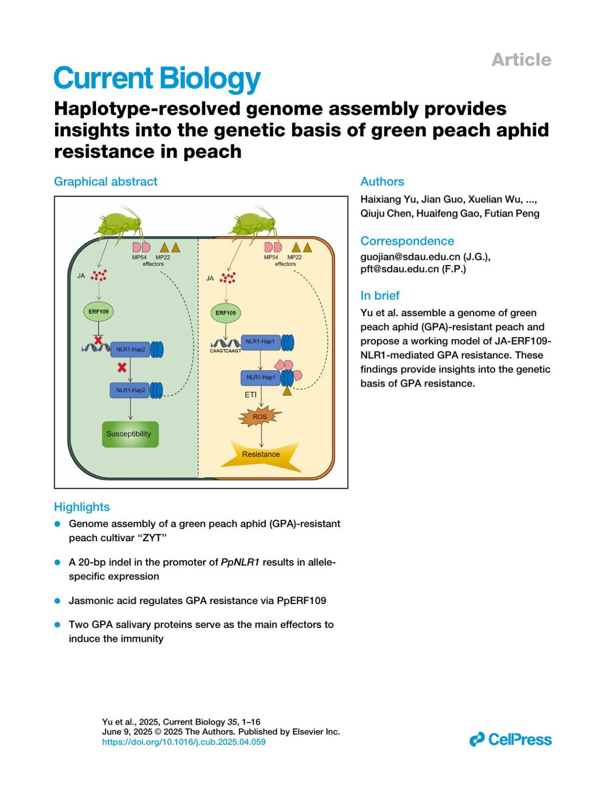 Haplotyperesolved Genome Assembly Providesinsights Into The Genetic Basis Of Green Peach Aphidresistance In Peach Haixiang Yu Jian Guo Xuelian Wu Jiahui Liang Shihao Fan Hao Du Shilong Zhao Zhaoyang Li Guangyuan Liu Yuansong Xiao Jingjing Luo Yangyang Gao Qiuju Chen Huaifeng Gao Futian Peng