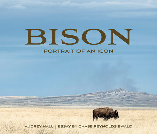 Bison Portrait Of An Icon Audrey Hall Chase Reynolds Ewald