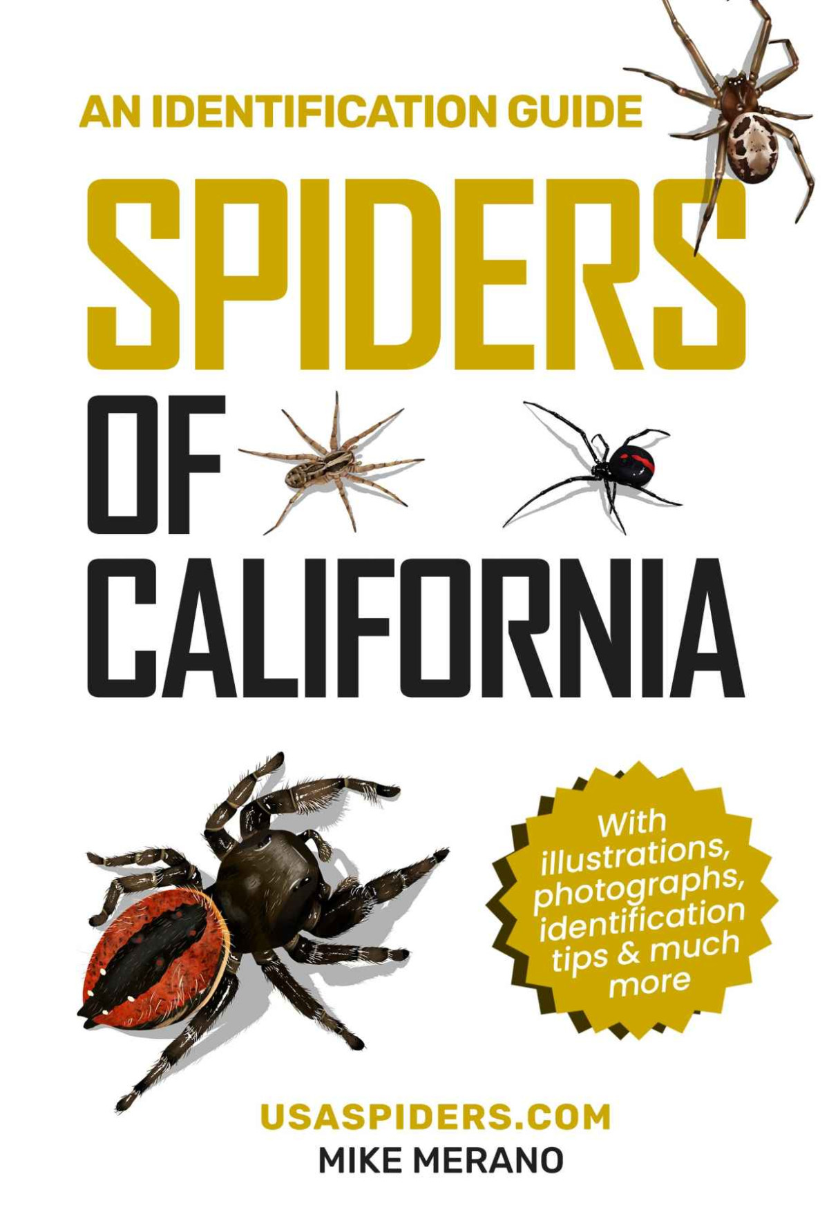 Spiders Of California An Identification Guide Mike Merano